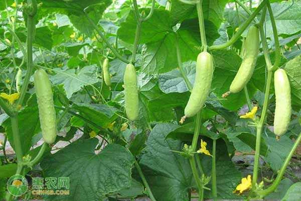 Best time to spray vinegar on cucumbers