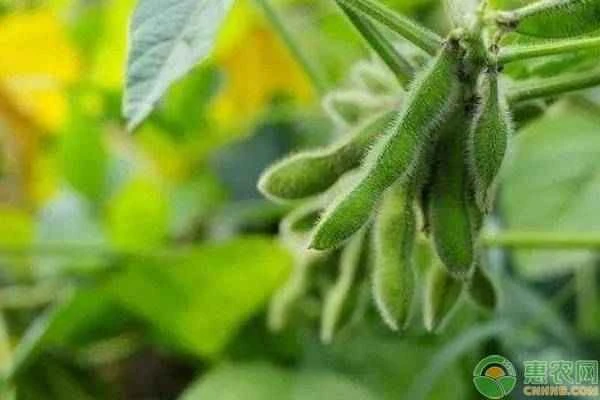 How can we achieve high yields when soybeans are planted in the same field repeatedly?