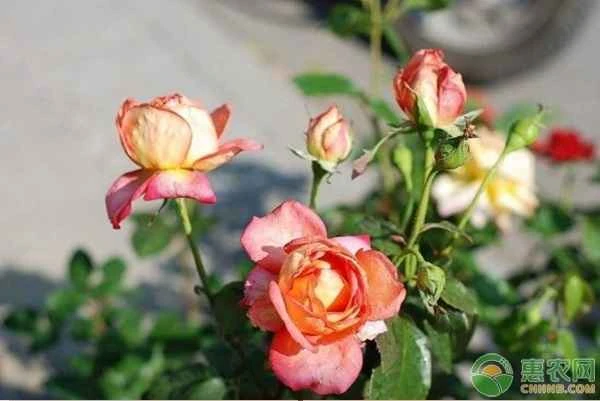 How to fertilize ground-planted roses in summer?
