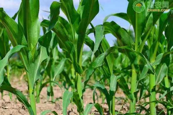 Why do corn kernels have thorns?