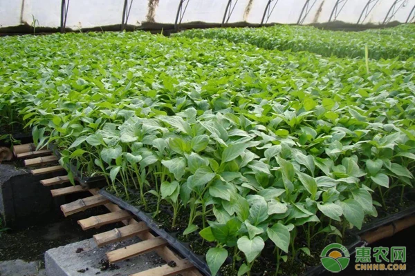 When is the best time to start chili seedlings?