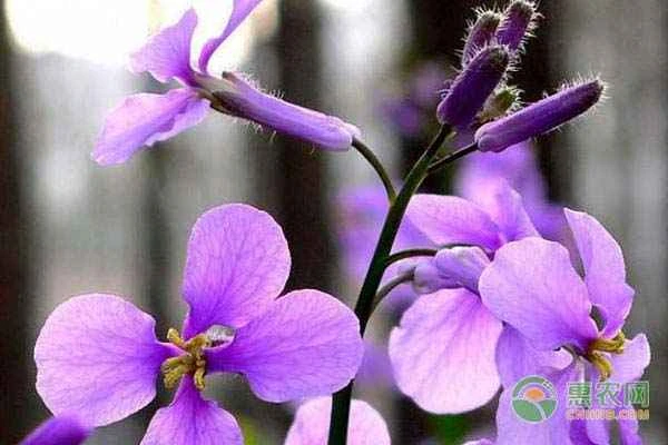 How long is the orchid season in February?