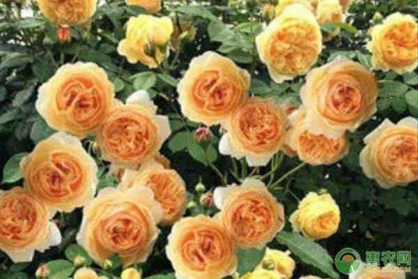 When do roses bloom?