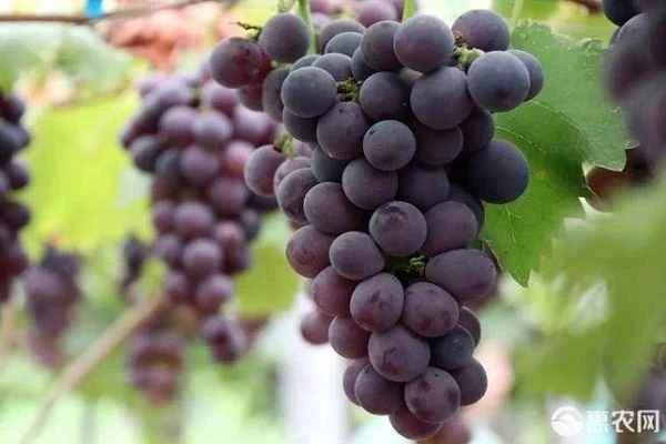 What are some things to know about Yongyou No. 1 grapes?