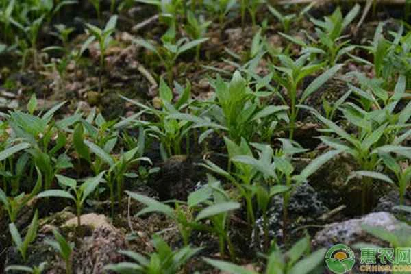 How many days will it take for chili seeds to germinate if planted directly in the soil?