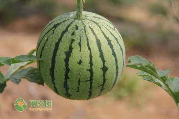How many vines should be left on an 8424 watermelon?