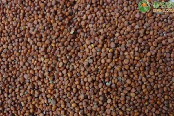 How long should radish seeds be soaked before sowing?