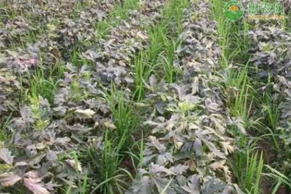 Aconitum carmichaelii cultivation techniques and management