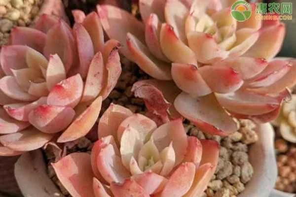 What to do with succulents grown outdoors in the summer?