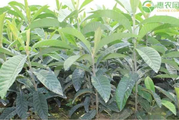 What is the best season to plant loquat seedlings?