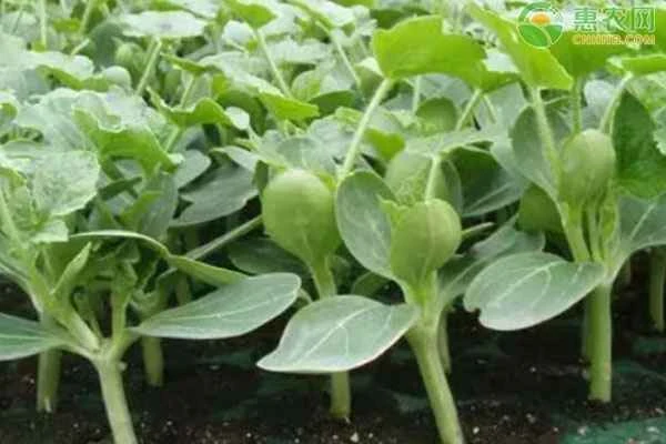 How can watermelon seeds be planted to germinate?