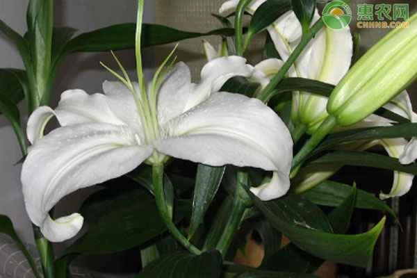 What causes lily leaves to turn yellow and wither starting from the bottom?