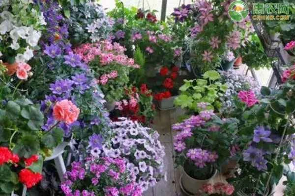 Do flowers need to be covered with a plastic film in the summer?