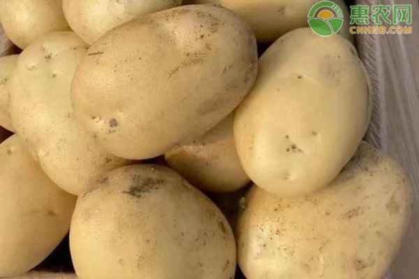 How to grow potatoes for high yield?