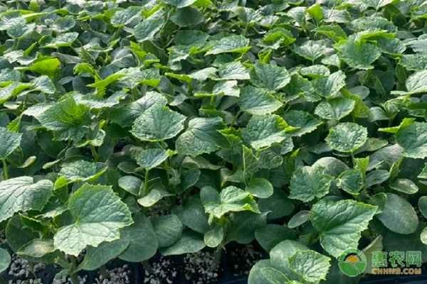 What could be causing cucumber seedlings to not grow?