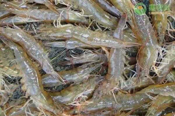 Why are prawns called prawns?