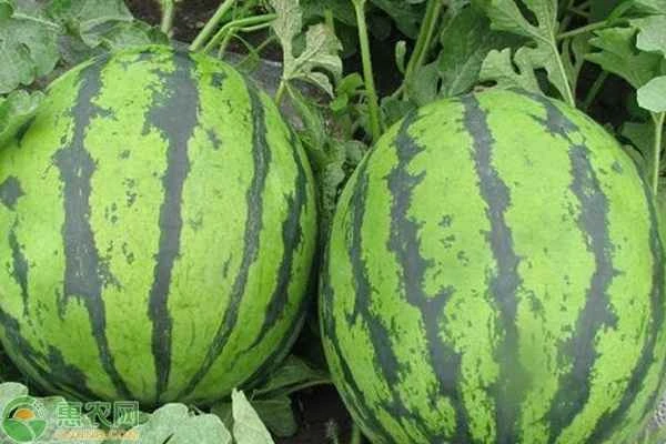 How are seedless watermelons grown?