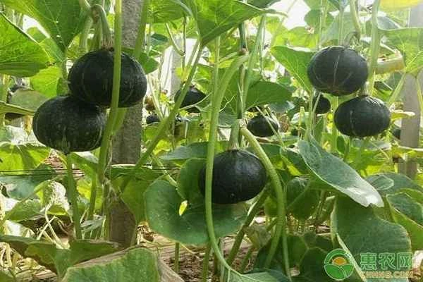 What are the planting techniques and management methods for chestnut squash?