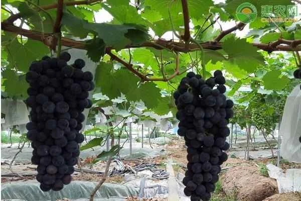 What is the best fertilizer for grapevines?