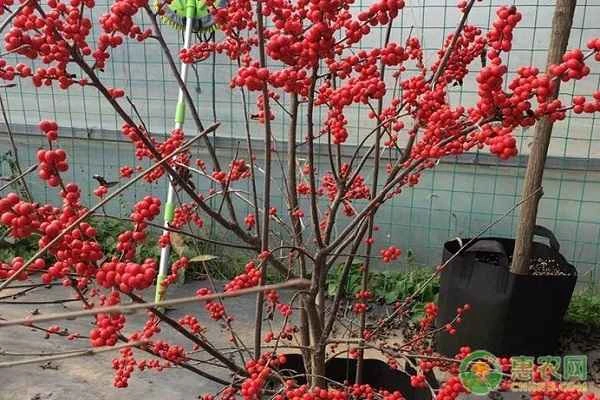 Introduction to North American Holly Planting Methods