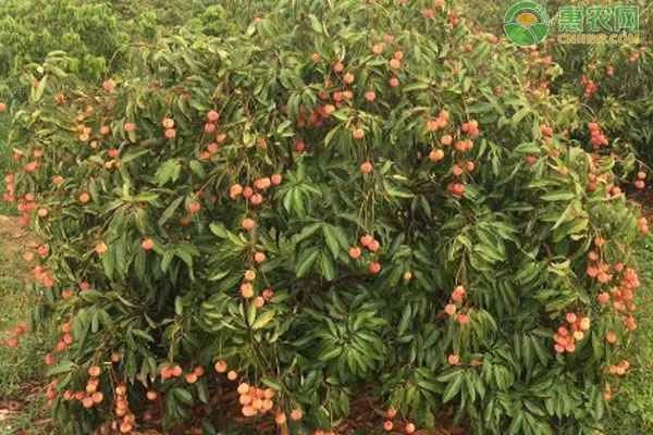 How to wake up newly purchased lychee seedlings?