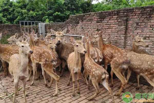 What conditions are needed to raise deer?