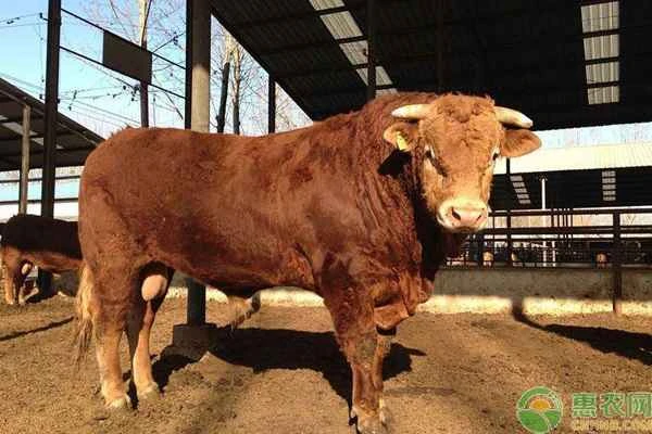 Cows generally have four stomachs, but which one is the actual stomach?