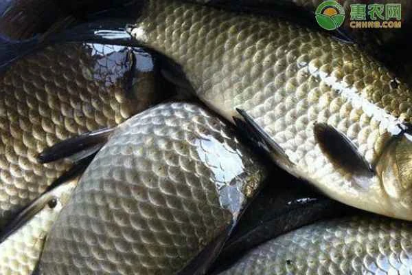 How big can a crucian carp grow in a year?
