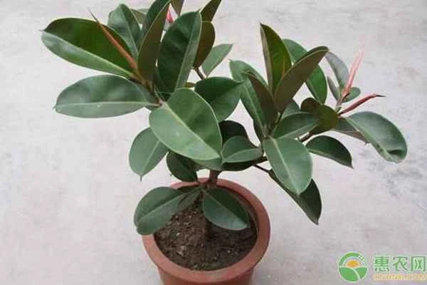 How to grow potted plants?