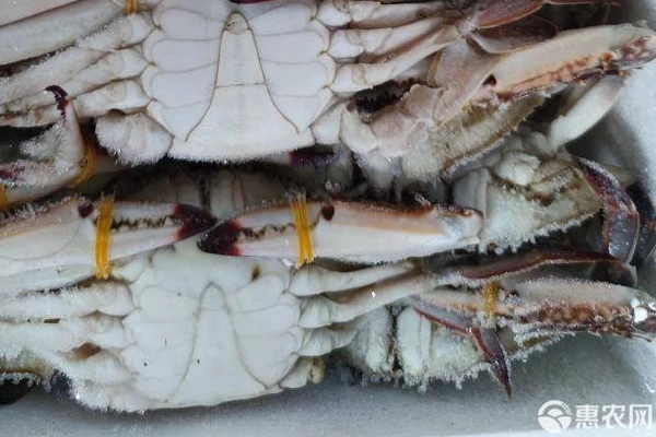 When are the swimming crabs in Zhoushan at their fattest?