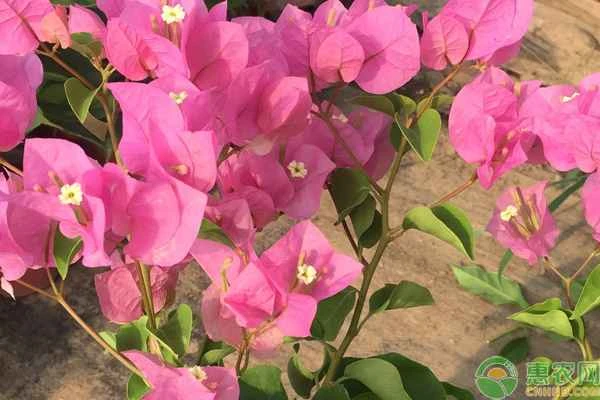 What should I do if my bougainvillea leaves turn yellow and fall off?