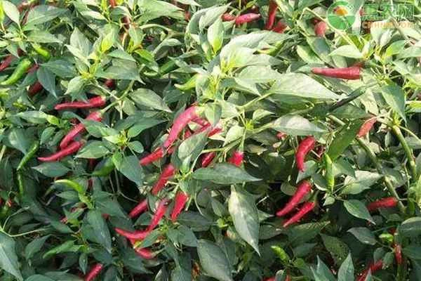What is the typical yield of chili peppers per mu (approximately 0.16 acres)?