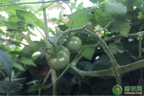 What are the methods for growing tomatoes?