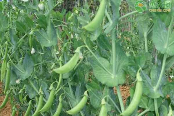 Pea cultivation techniques
