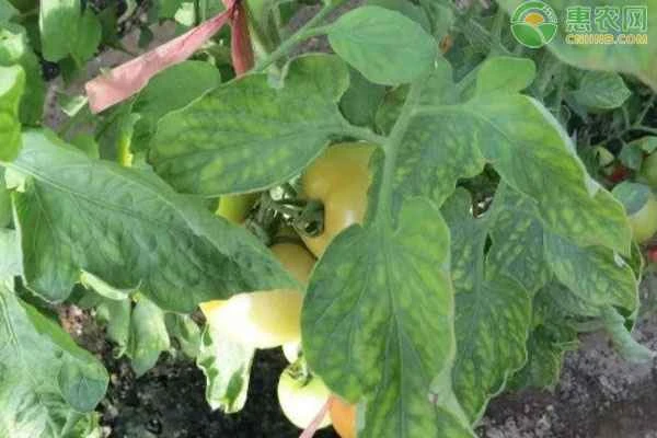 Why are my tomato leaves turning yellow?