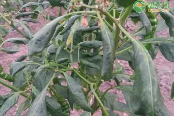 What medicine should be used to treat pepper leafroll virus?