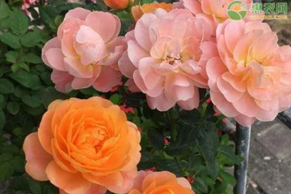 Things to note when growing roses for beginners