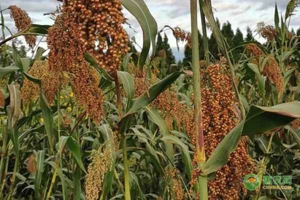 What is the common name for sorghum?