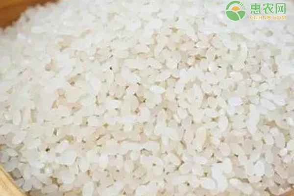 Is rice made from paddy rice or wheat?