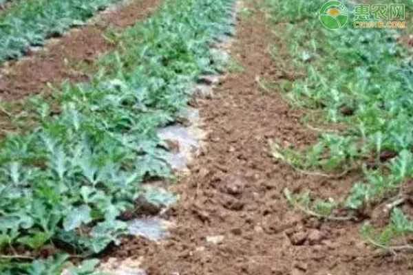 How many watermelon plants should be planted per acre?