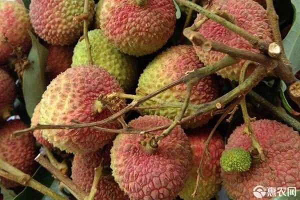 What is the story behind the lychees of Chang'an?