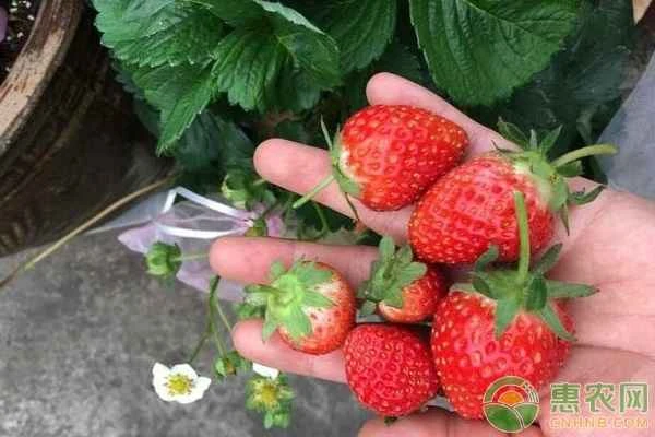 How to grow potted strawberries