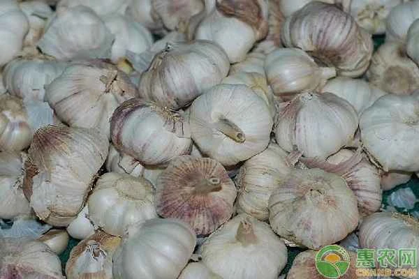 What are the planting time and methods for garlic?