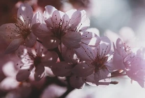 Did you know? Morning runs are best for weight loss, while night runs are best for stress relief.