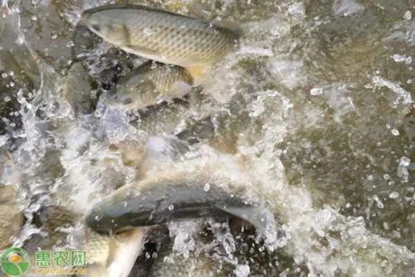 What medicine is best for sick grass carp?
