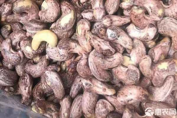 When do cashews ripen and become available on the market?