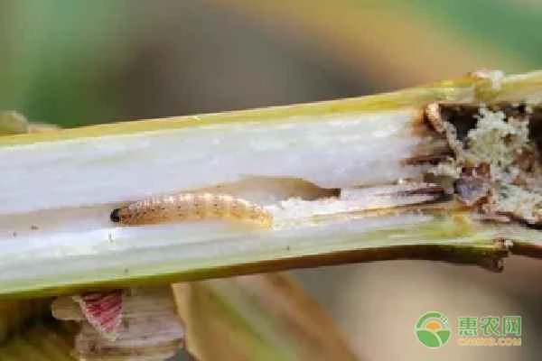 What are the differences between the rice stem borer and the rice stem borer?