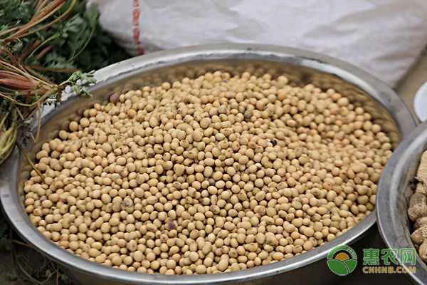The correct way to make fertilizer from soybeans