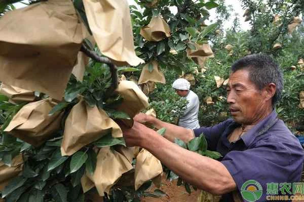 How to quickly put apples in bags?