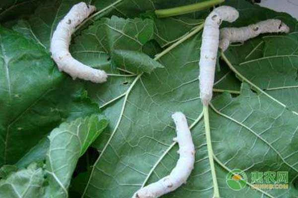 What are the methods for raising silkworms?
